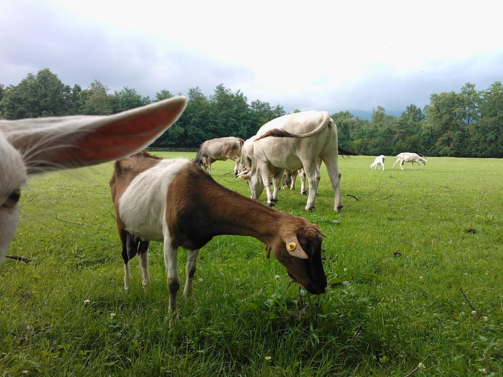 Agriturismo Cassinazza Orsenigo Zewnętrze zdjęcie